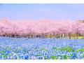 桜とネモフィラが描く極上のストライプ　福岡県・海の中道海浜公園の絶景にうっとり