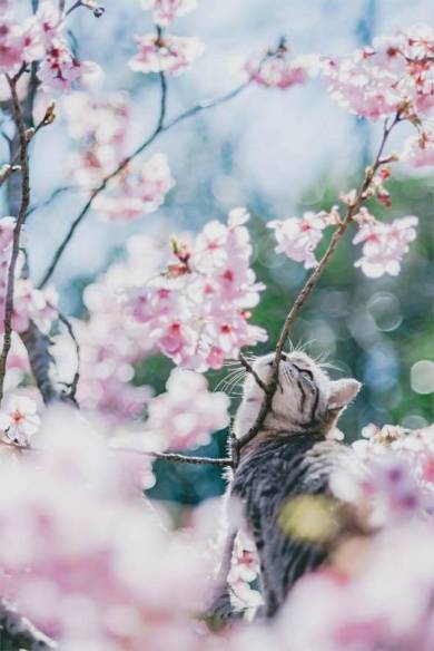 桜猫様確認ページ 11月9日(日)紹介 NO.6〜10 | 三木さくらニャンズ