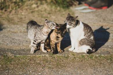 桜 ネコ 枝の上