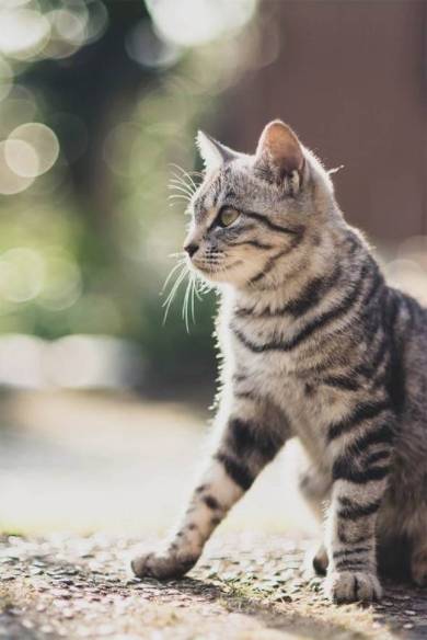 桜 ネコ 枝の上