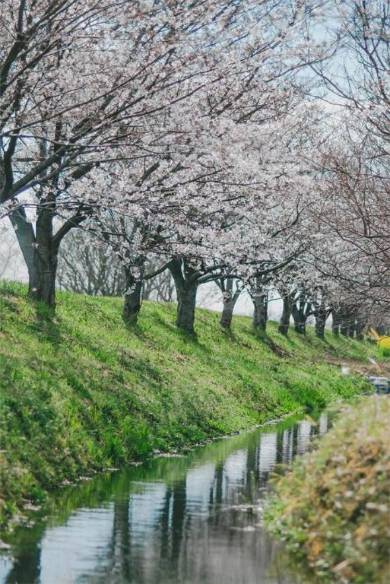 桜 ネコ 枝の上