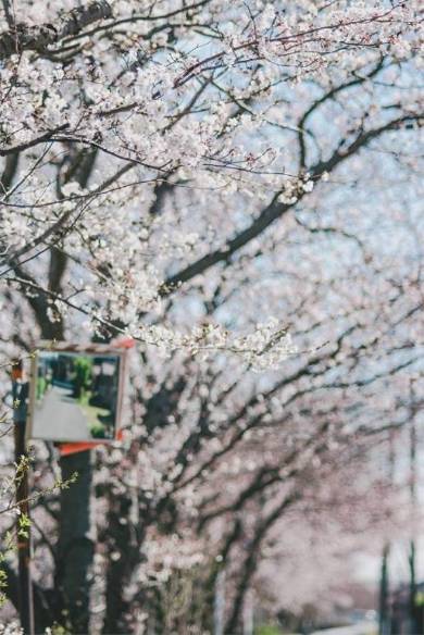 桜 ネコ 枝の上