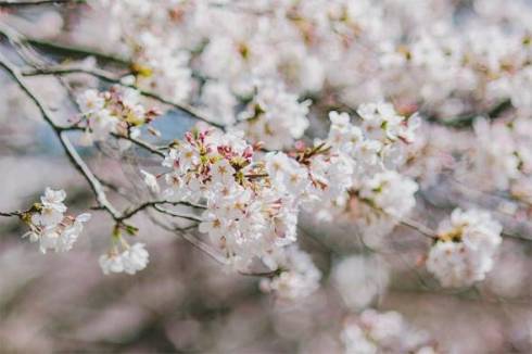 桜 ネコ 枝の上