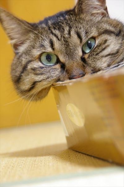 フェリシモ猫部「箱入り猫」