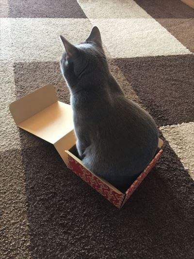 フェリシモ猫部「箱入り猫」