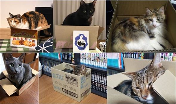 フェリシモ猫部「箱入り猫」