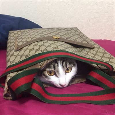 フェリシモ猫部「箱入り猫」