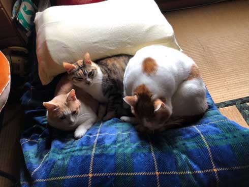 親より デカい 大きい 猫 息子 成長 サイズ