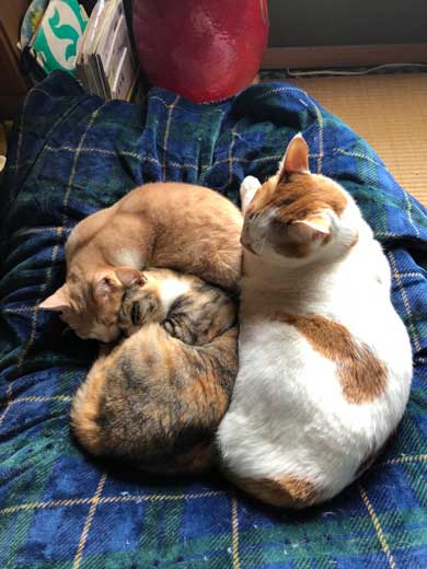 親より デカい 大きい 猫 息子 成長 サイズ