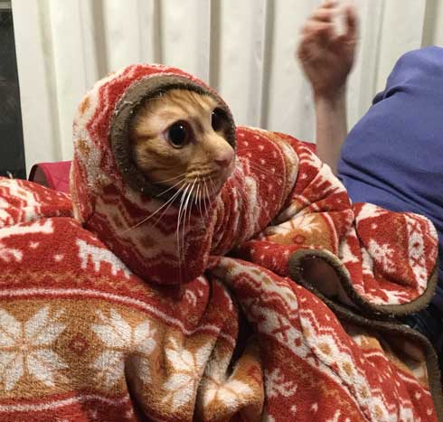 袖にはまった 猫 みのむし サム ディーン 兄弟