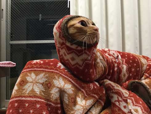 袖にはまった 猫 みのむし サム ディーン 兄弟