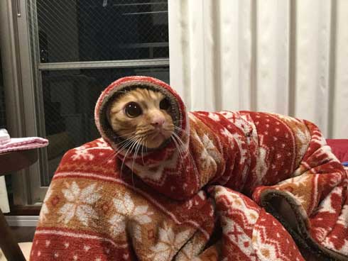 袖にはまった 猫 みのむし サム ディーン 兄弟