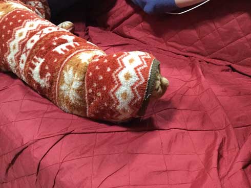 袖にはまった 猫 みのむし サム ディーン 兄弟