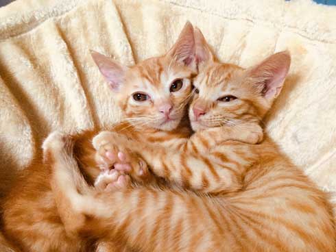 袖にはまった 猫 みのむし サム ディーン 兄弟