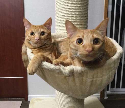 袖にはまった 猫 みのむし サム ディーン 兄弟