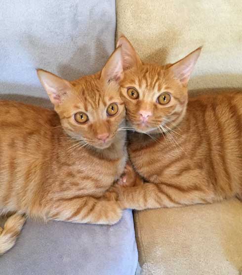 袖にはまった 猫 みのむし サム ディーン 兄弟