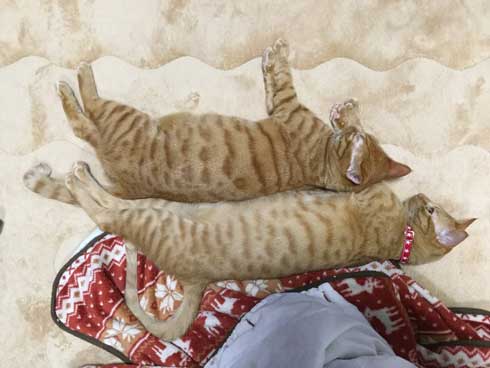 袖にはまった 猫 みのむし サム ディーン 兄弟