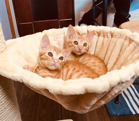 袖にはまった 猫 みのむし サム ディーン 兄弟