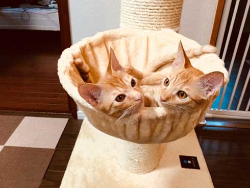 袖にはまった 猫 みのむし サム ディーン 兄弟