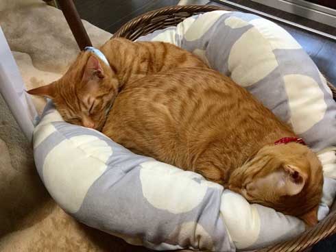 袖にはまった 猫 みのむし サム ディーン 兄弟