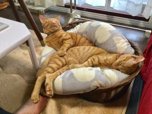 袖にはまった 猫 みのむし サム ディーン 兄弟