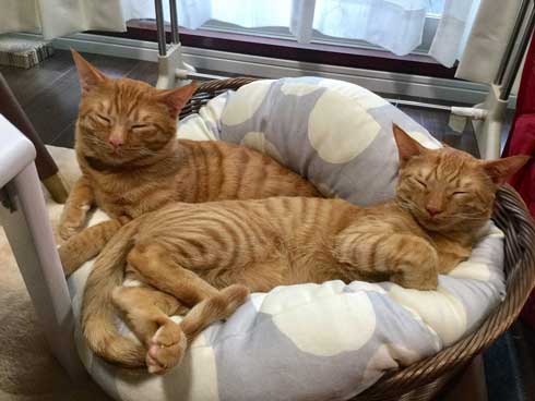 袖にはまった 猫 みのむし サム ディーン 兄弟