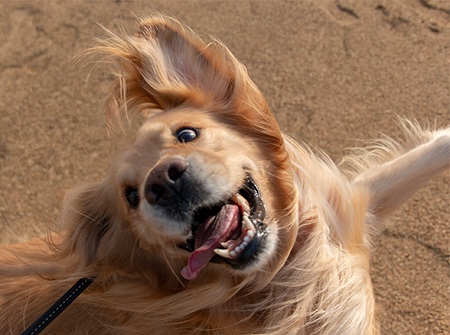 こー君　ボール