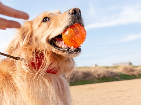 こー君　ボール