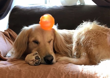 こー君　ボール