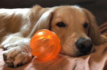 こー君　ボール