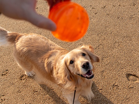こー君　ボール