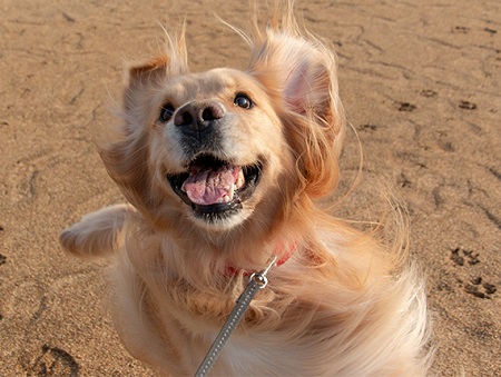 こー君　ボール