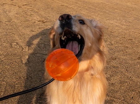 こー君　ボール