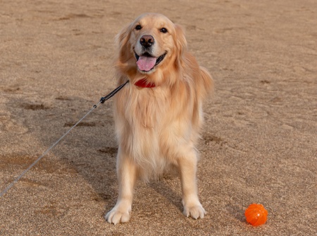 こー君　ボール