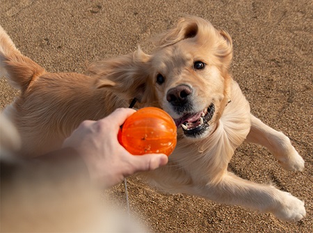 こー君　ボール