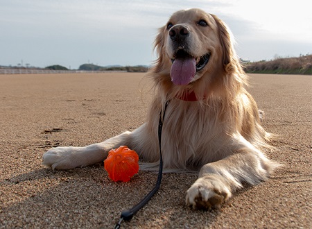 こー君　ボール