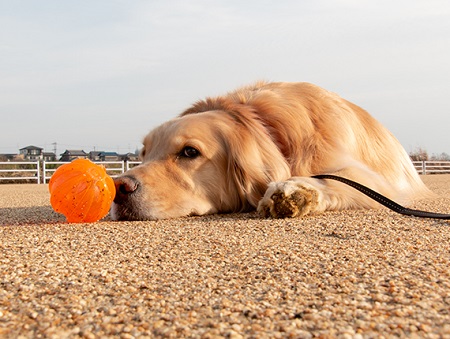 こー君　ボール