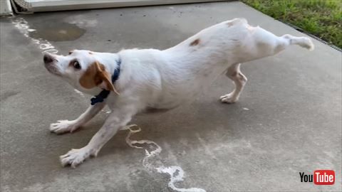 犬