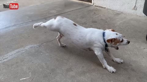 犬