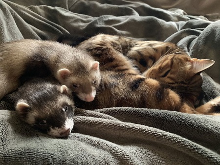 添い寝をするフェレット兄弟とロディくん