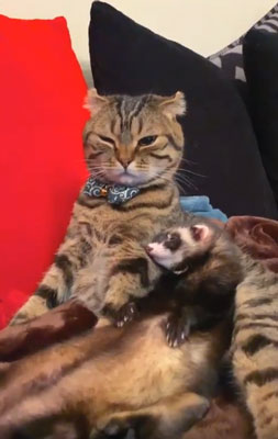 ぷくくんとロディくん