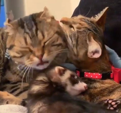 気持ち良さそうなロディくん