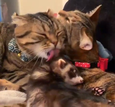 三角毛づくろい