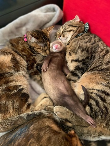 猫ちゃんに挟まれるぷくくん