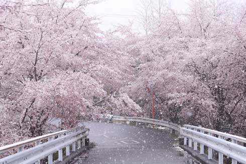 桜 雪 コラボ 写真 桜隠し 秩父 きれい