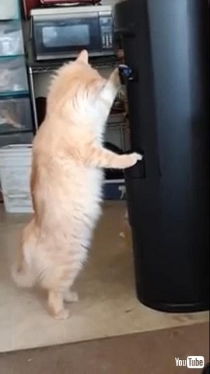 クールにゃんこ