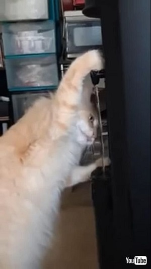 クールにゃんこ