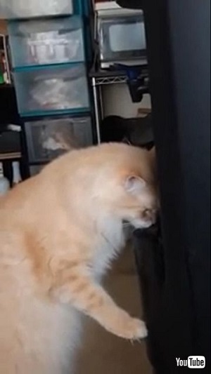 クールにゃんこ