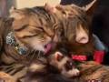 猫→猫→フェレットの三角毛づくろいにキュン　仲良くお互いをペロペロ毛づくろいをする姿がかわいい