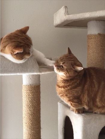 茶太郎きなこの短足日記